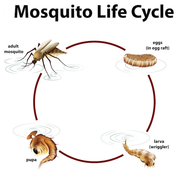 Семейство  комары