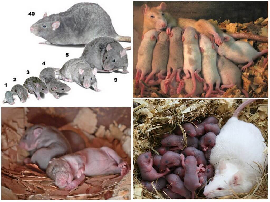 Сколько живут дикие крысы