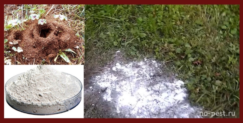 Борьба с муравьями народными средствами на садовом участке и в огороде
