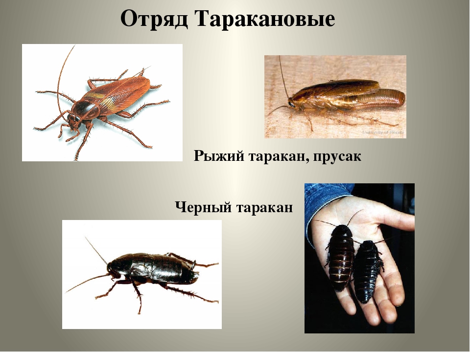 Почему тараканов называют «стасиками»: обзор версий и прозвищ