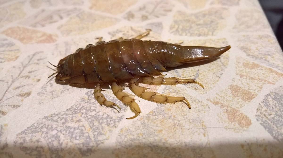 Морские тараканы: фото, описание и строение