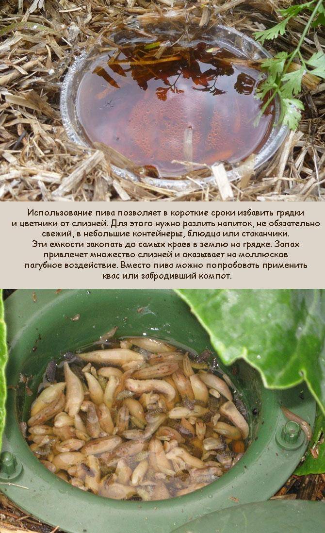 Улитки и слизни на огороде | как от избавиться от моллюсков (народные средства)