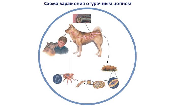 Огуречный цепень у собаки схема лечения