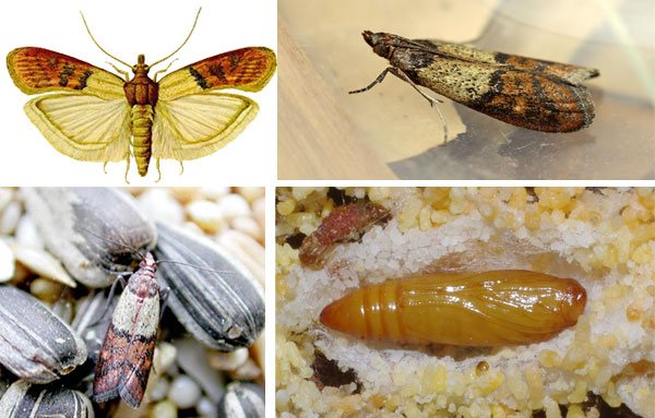 Бабочки моли: особенности существования каждого вида