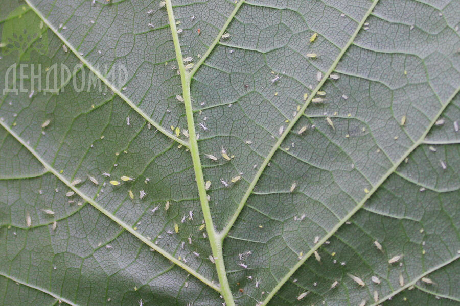 Вредители растений - трипсы: как они выглядят и какие есть методы борьбы со злостными насекомыми?