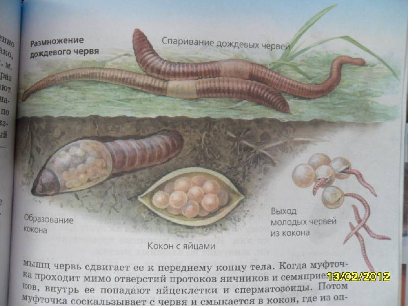 Земляные черви: особенности жизни, как выглядят и размножаются дождевые червяки