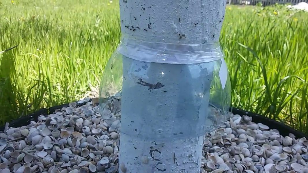 Как избавиться от муравьев на садовых деревьях