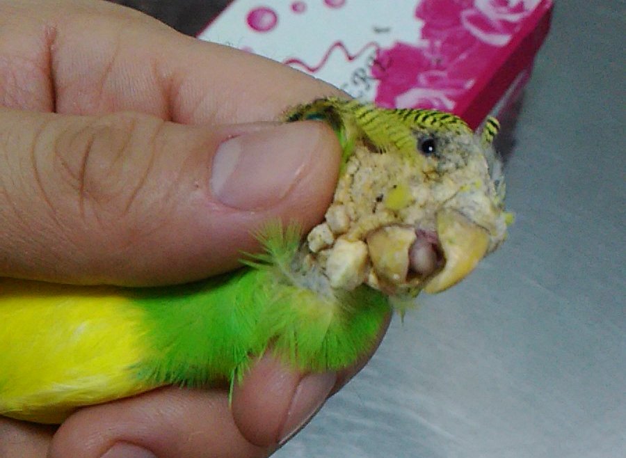 Клещ у волнистого попугая: методы определения и лечения