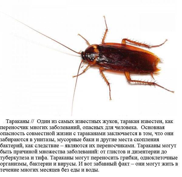 Чем опасны тараканы для человека в квартире или доме?