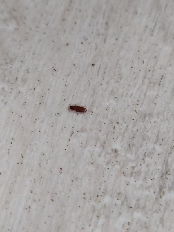 Почему появляются маленькие коричневые жучки в квартире: кто они и как уничтожить вредных насекомых