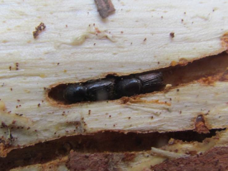 Жуки-короеды, шашель, термиты. как бороться с вредителями древесины