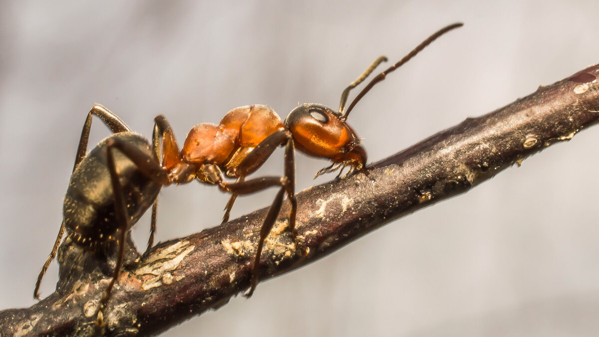Спят ли муравьи - исследования ученых