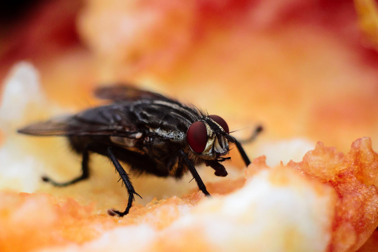 Жизненный цикл и размножение домашних мух: от личинки до взрослой особи