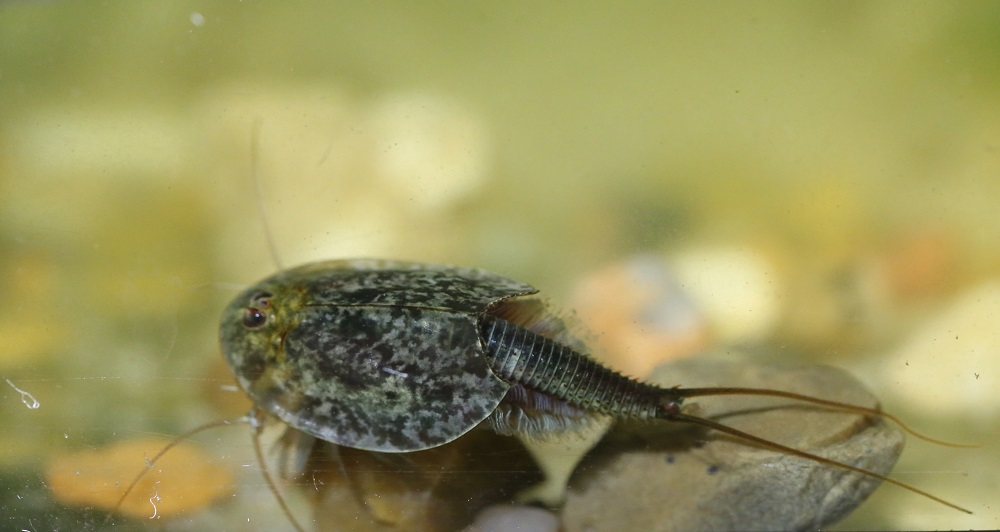 Щитень аквариумный - рекомендации по содержанию и размножению