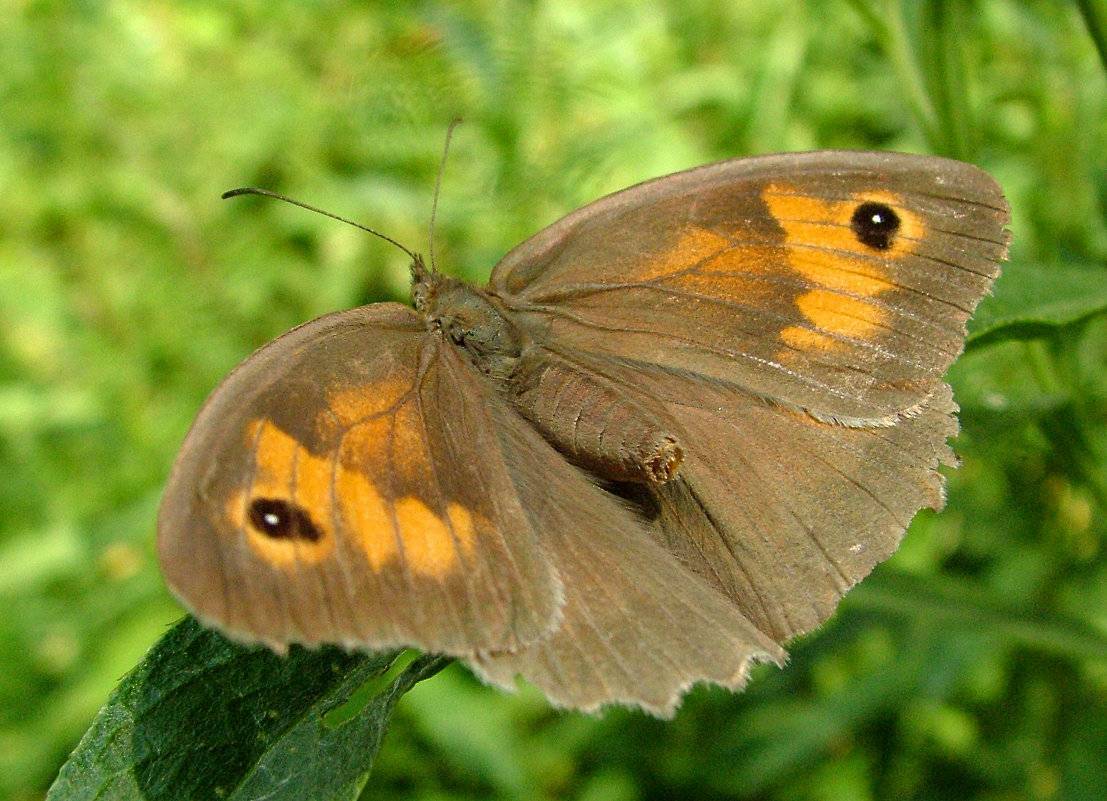 Бабочка бархатница - описание, среда обитания, виды