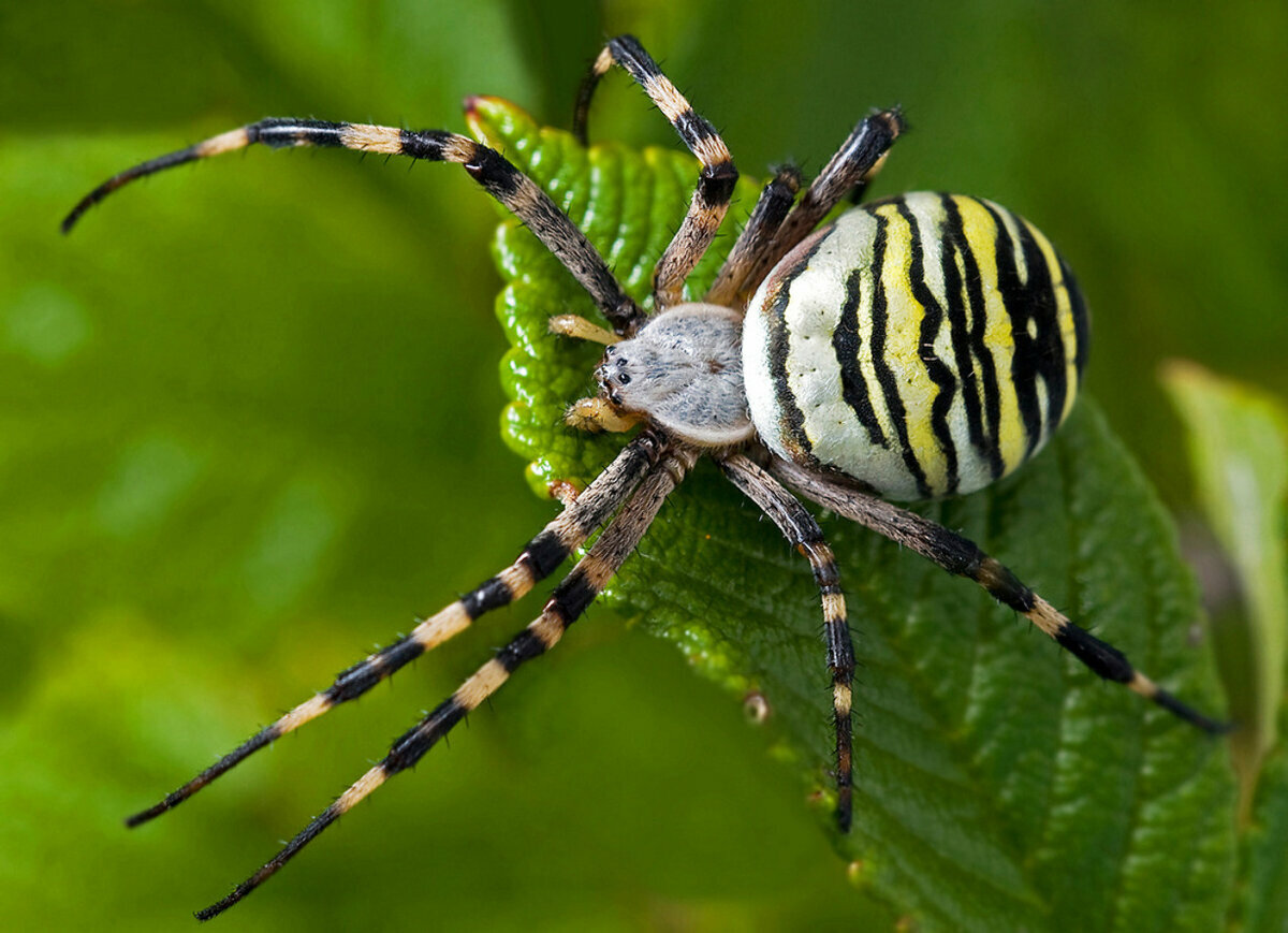 Что представляет собой паук аргиопа?