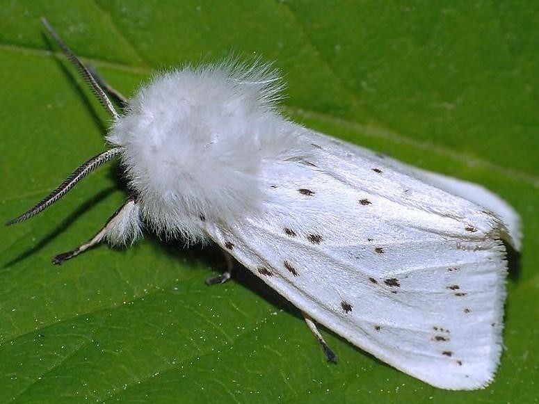 Американская белая бабочка: описание, причиняемый вред и методы борьбы | огородники