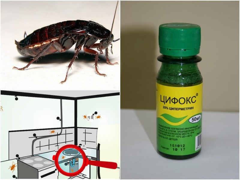 Цифокс: инструкция по применению от клопов, тараканов, блох, комаров, и других насекомых