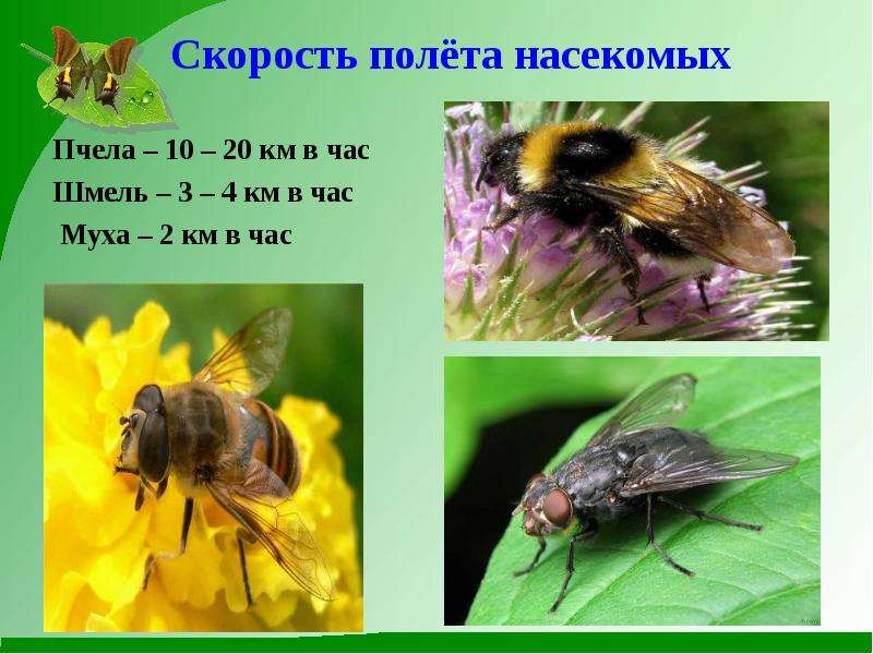 ​65 интересных фактов о мухах — общенет