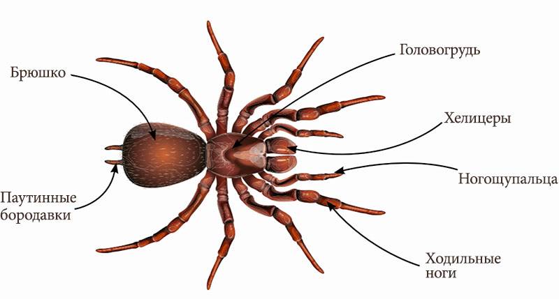 Сколько ног у паука: 6, 8 или 10? отличия лап от других конечностей