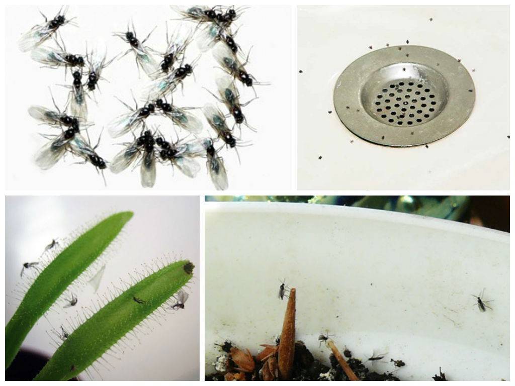 Как избавиться от мух в квартире: народные средства, химические средства