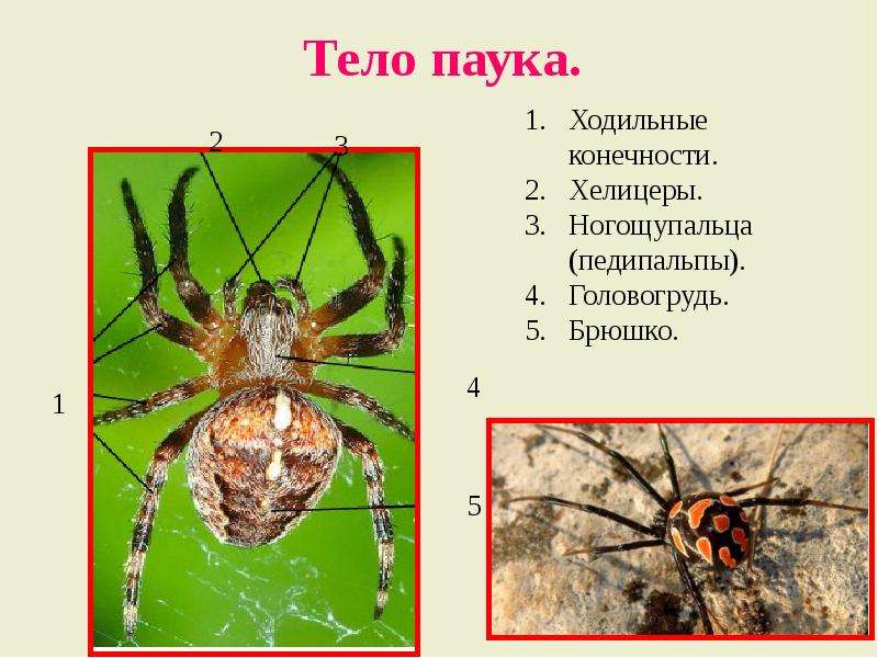 Членистоногие пауки: общая характеристика класса паукообразных, сколько ног у насекомого | tvercult.ru
