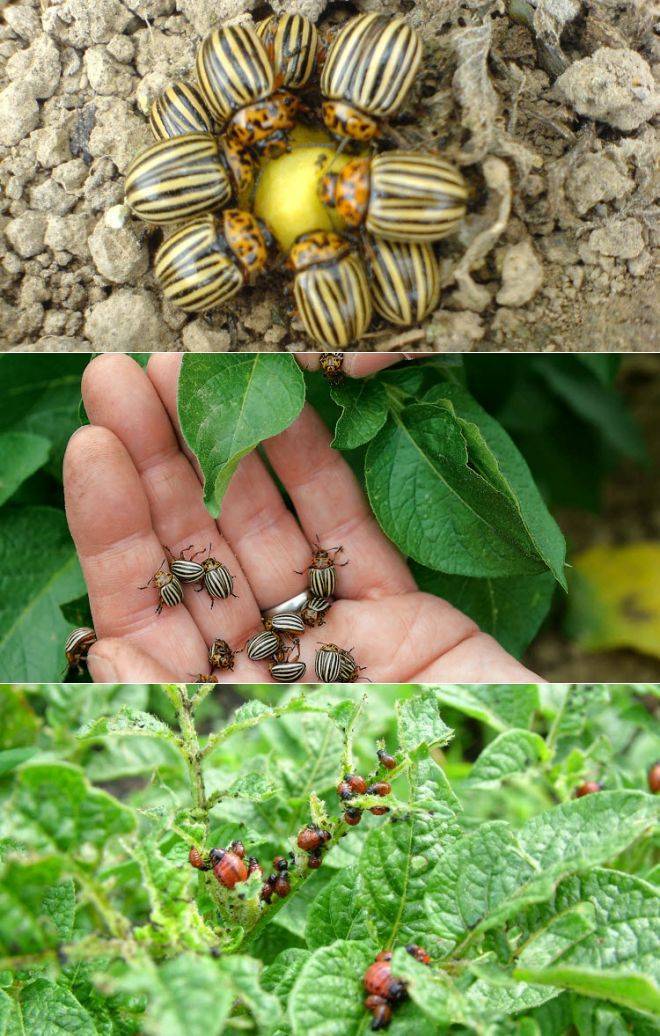 Колорадский жук: как избавиться, эффективные народные средства
