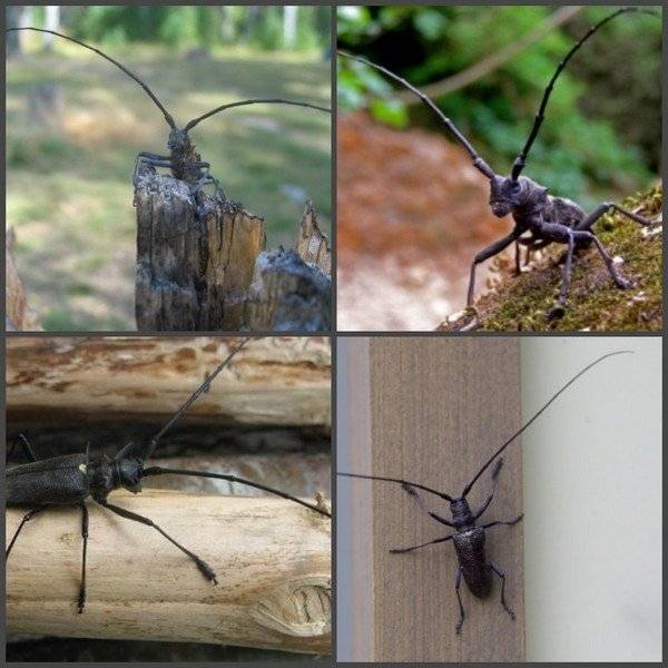 Уничтожение домового жука усача в москве - biotriks