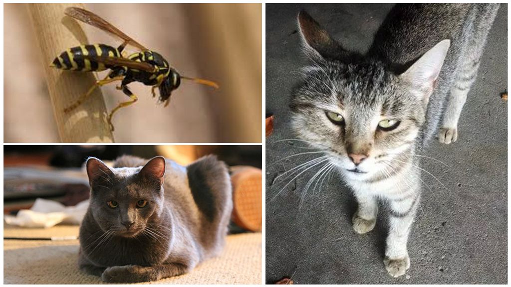 Что делать, если кот или кошка съели муху?