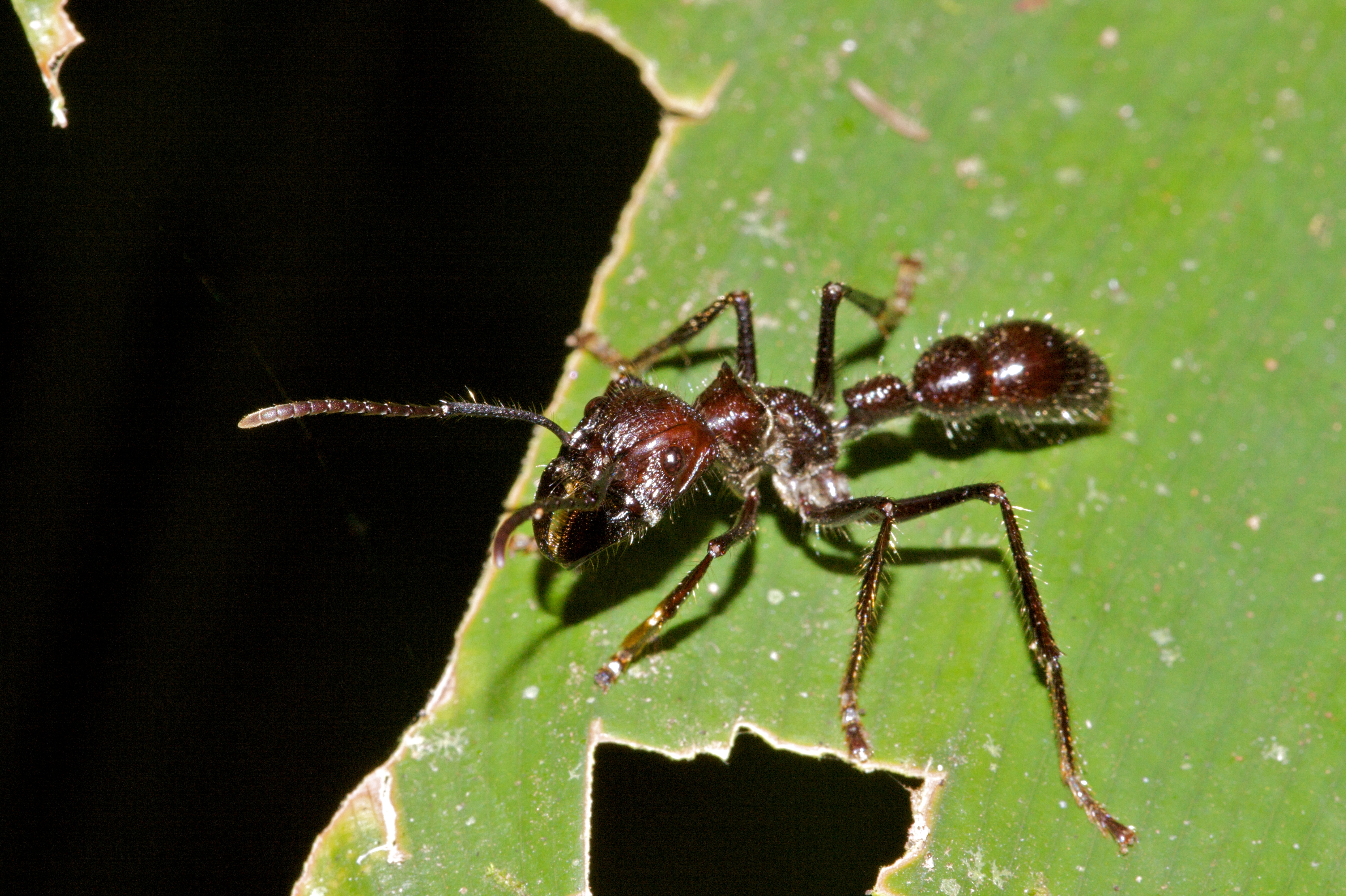 2 самых опасных вида муравьёв: муравьи-пули и муравьи-солдаты