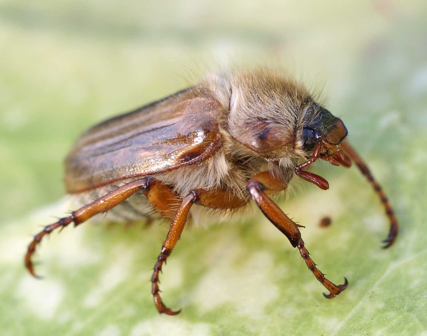 Хрущ, или майский жук — как бороться с вредителем? описание, личинка, как избавиться. фото — ботаничка