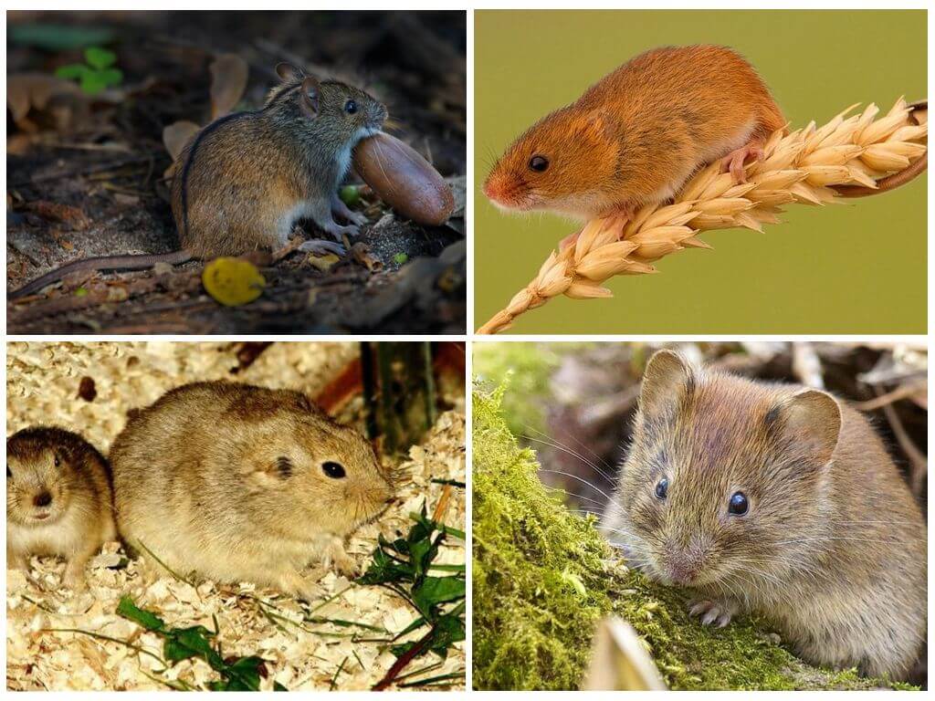 Мыши полевки с полосой на спине: классификация, описание, образ жизни грызунов