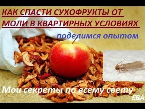 Как хранить сушеные яблоки в домашних условиях, чтобы не завелась моль