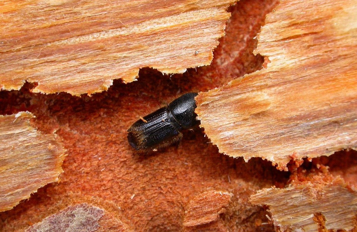 Методы борьбы с жуком-короедом в деревянном доме