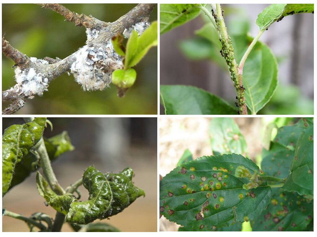 Как избавиться от тли на плодовых деревьях: химические препараты и народные средства, отзывы
