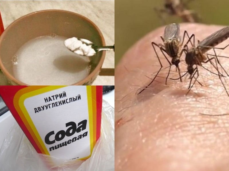 Народные средства от комаров: чем отпугнуть, чем снять зуд от укуса