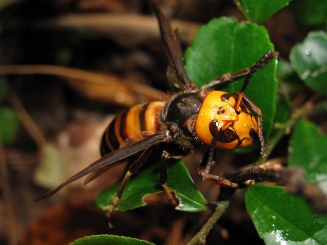 Оса роющая: различные виды и особенности размножения. кто такие роющие осы?