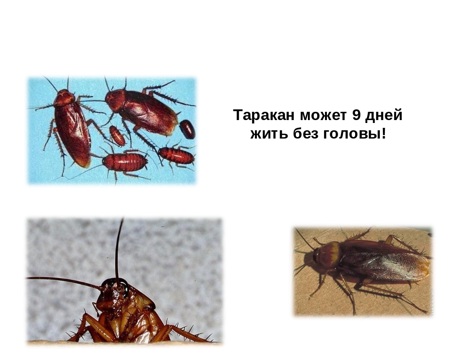 Сколько тараканы живут без воды и еды