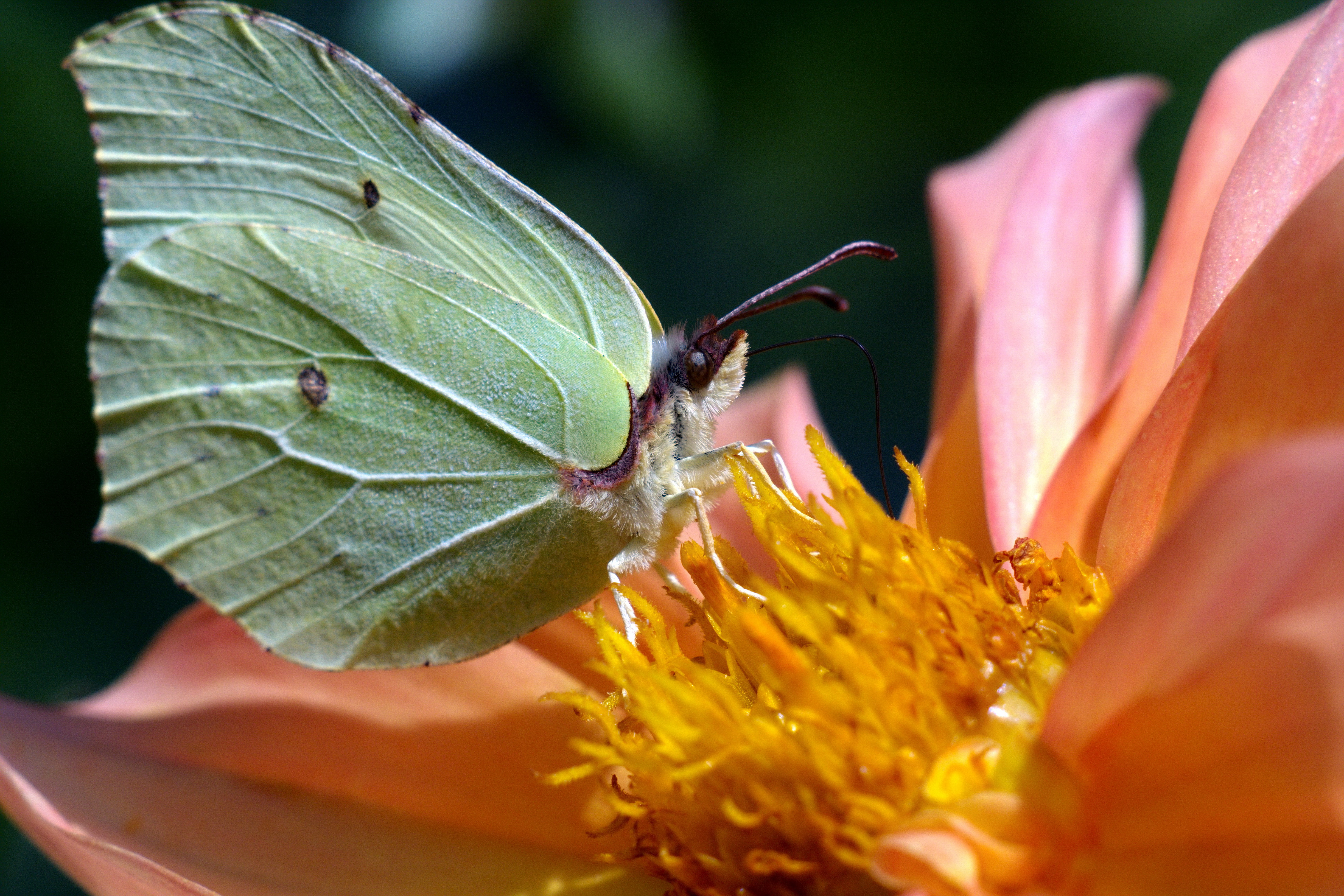 Бабочка лимонница: ее фото, интересные факты и подробное описание