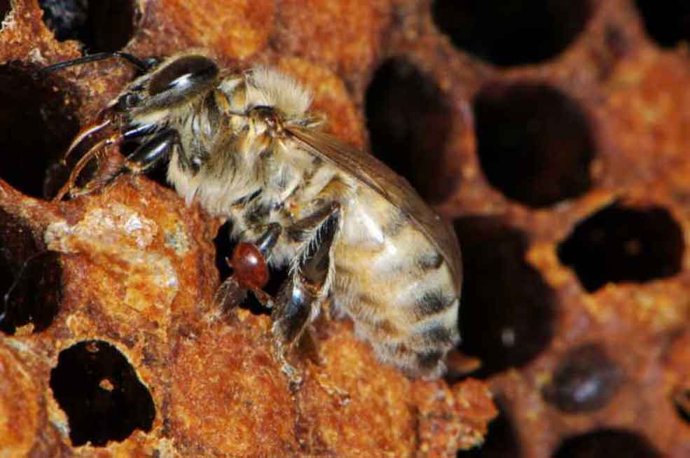 Обработка пчел от клеща — эффективные способы лечения и профилактические действия