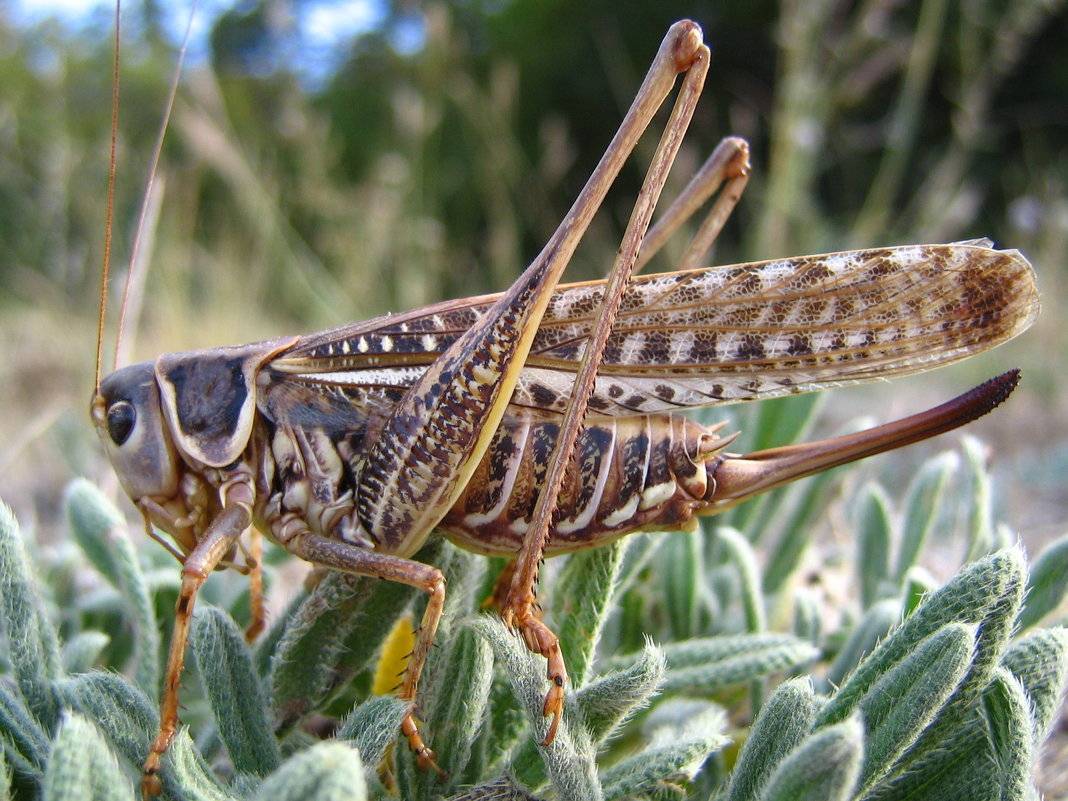 Саранча - описание, виды, характеристика, среда обитания и особенности насекомого-вредителя