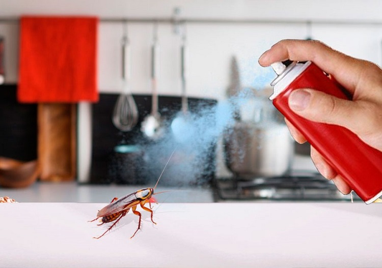 Как избавиться от черных тараканов в домашних условиях