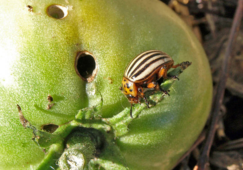 Колорадский жук на помидорах: способы борьбы