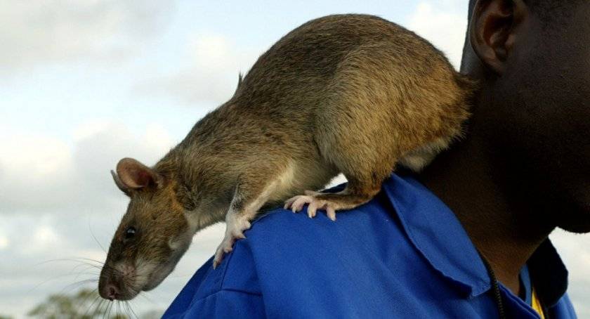 Какая самая большая крыса в мире, как называется и насколько опасна?