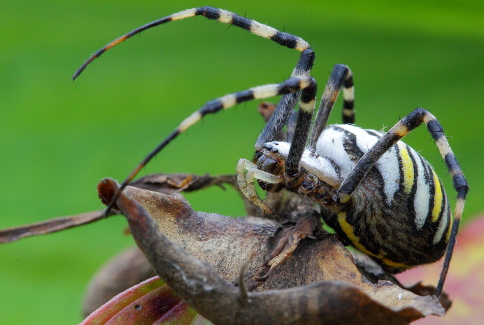 Паук аргиопа брюнниха (паук-оса): фото, ядовитый или нет и где обитает