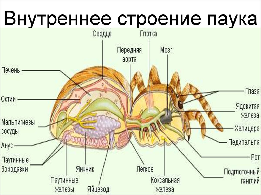 Паук-сольпуга: строение тела, жизненный цикл и размножение
