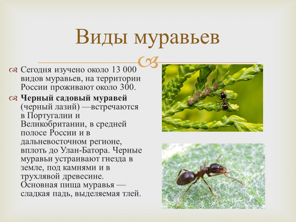 Самые большие муравьи в мире: топ-10 наиболее крупных особей