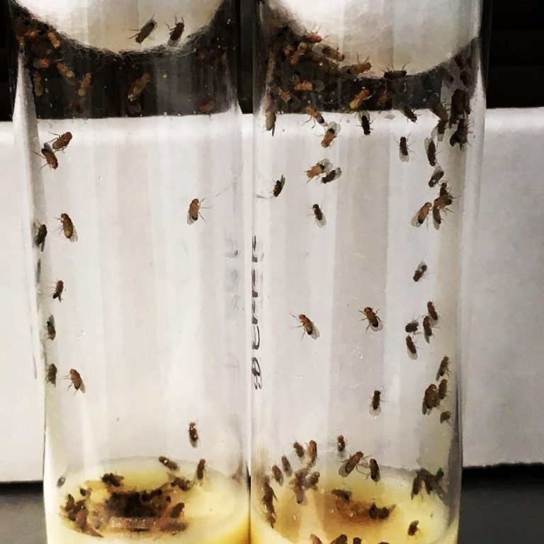 Как бороться с мухами дрозофилами в квартирах