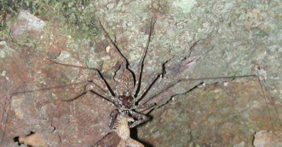 Воронковый паук - | описание, фото и видео