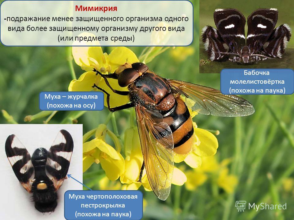 Виды мух: описание, размножение и образ жизни